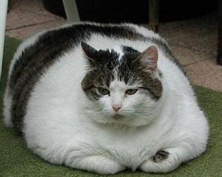 如何把猫养胖? 只需90天，你也能把自家的瘦猫养成“大胖子” - 知乎