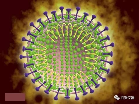 2019 新型冠状病毒 | GeneTex中国官方网站