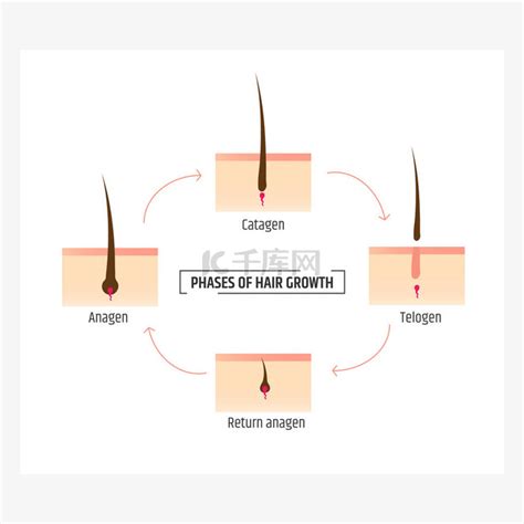毛发生长阶段。图表 trichology 和皮肤病学。激光脱毛素材图片免费下载-千库网
