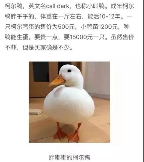王思聪买的鸭子多少钱（柯尔鸭被称为鸭中"爱马仕"，王思聪花3万买了两只） | 说明书网