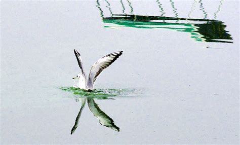 展翅高飞的大白鸟PNG图片素材下载_图片编号qvwobjxy-免抠素材网