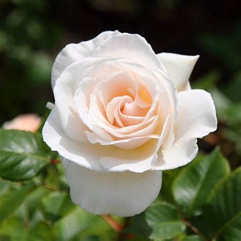 白玫瑰图片_阳台栽培白玫瑰图片大全 - 花卉网