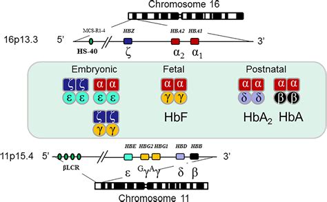 基因治疗DNA载体GDTT1.8NAS12及用于获得它的方法与流程_2