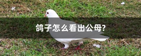 鸽子怎么辨认公母的简单方法 - 惠农网