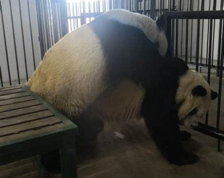 两只雄性秦岭大熊猫首次完成自然交配，风险低于人工授精_手机新浪网
