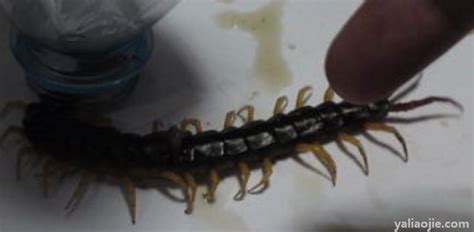 蜈蚣毒性很大，捉蜈蚣为什么不能用木筷子而要用铁筷子？|蜈蚣|铁筷子|筷子_新浪新闻