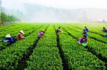 镇康县着力优化茶叶产业布局 - 深圳市绿然展业发展有限公司