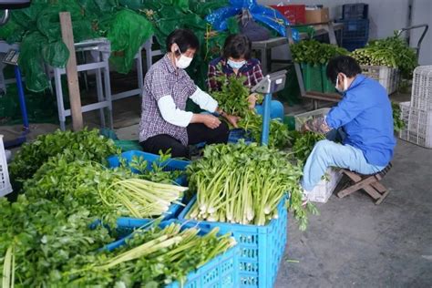 朱家角时令蔬菜大量上市，新鲜蔬菜直供市区受欢迎_街镇信息_新闻中心_上海市青浦区人民政府
