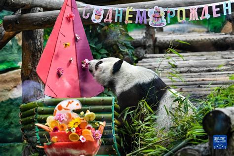 大熊猫“如意”和“丁丁”在俄罗斯喜迎兔年春节|熊猫|俄罗斯|应采儿_新浪新闻