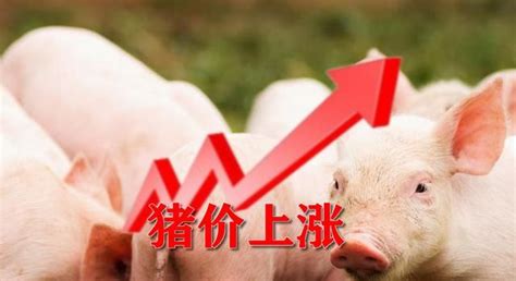 2023猪价走势专家分析（猪价行情分析预测）-投研文库