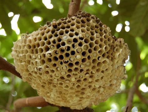蜜蜂在春天的巢板上降落高清图片下载-正版图片305654929-摄图网