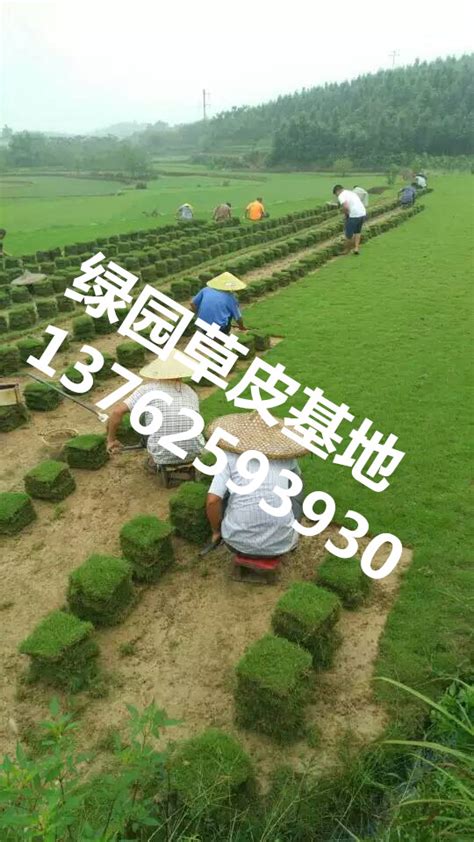 深圳园林绿化草坪草皮出售