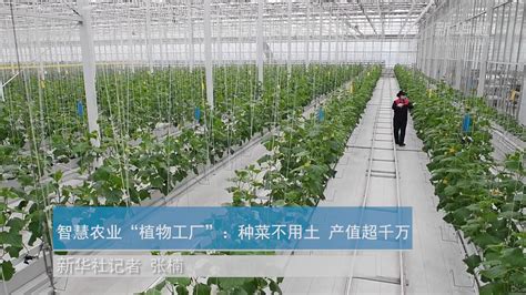 智慧农业“植物工厂”：种菜不用土 产值超千万_凤凰网视频_凤凰网