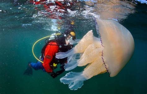 英国西威尔斯多处海岸出现罕见异象：数以千计的水母被冲上沙滩 - 神秘的地球 科学|自然|地理|探索
