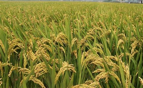 亩产1088公斤 云南超级水稻刷新世界纪录 - 农机动态 - 新农资360网|土壤改良|果树种植|蔬菜种植|种植示范田|品牌展播|农资微专栏