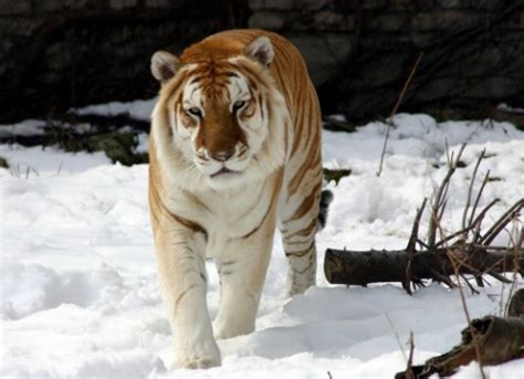 老虎最怕什么（老虎的天敌是哪种动物） – 碳资讯