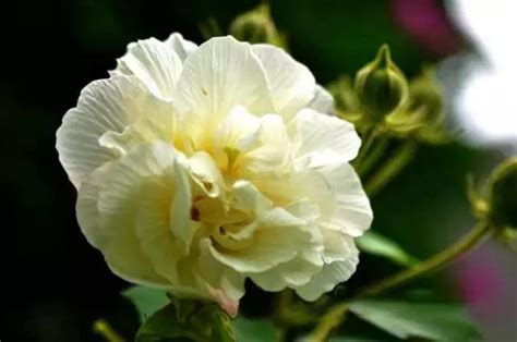 芙蓉花的花语和寓意(有什么象征寓意)-花卉百科-绿宝园林网