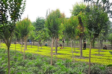 苗木行业迎高潮，这八条你不看不行-行情分析-中国花木网