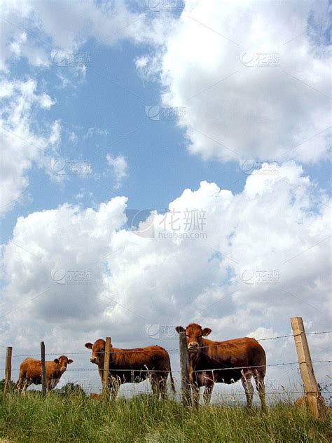 三头牛在田里