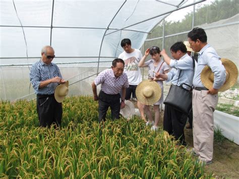 袁隆平团队巨型稻在天津正式插秧：可长2米高、水池能养鱼 - NetSmell