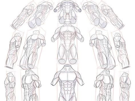 【习作】人体结构基础训练稿|动漫|其他动漫|画画的春哥 - 原创作品 - 站酷 (ZCOOL)