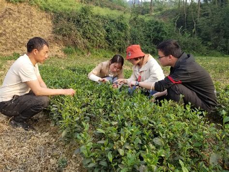 贵州黎平县地坪镇一亩茶叶养一个娃_乡村干部报网
