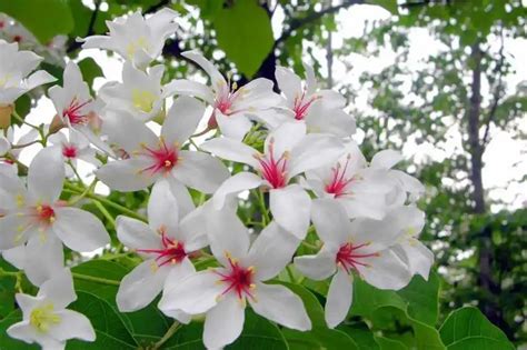 美丽的白桐花在春天绽放高清图片下载-正版图片507489931-摄图网