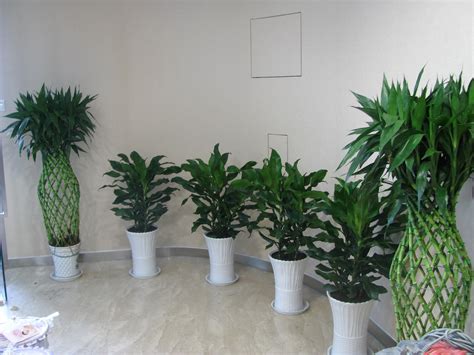 20种室内租摆之植物识别（附图） - 知乎