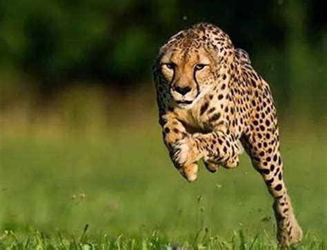 关于猎豹的十大生活特征,豹子的速度为什么这么快？_探秘志