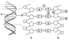 如图1是DNA分子结构模式图.请据图回答下列问题:(1)组成DNA的基本单位是[ ] ,上述DNA分子彻底水解得到的产物是 ．(2)图中8示意 ...