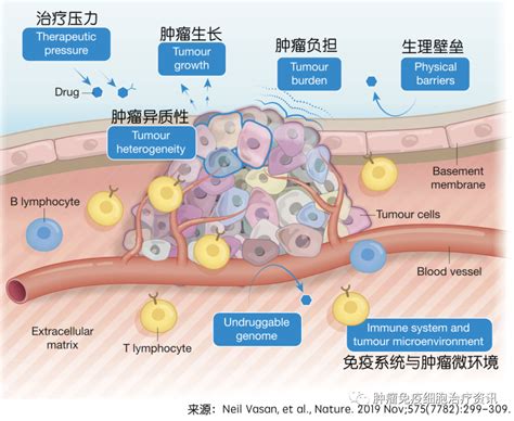 肿瘤促进红系前体细胞分化为新型髓系抑制细胞__财经头条