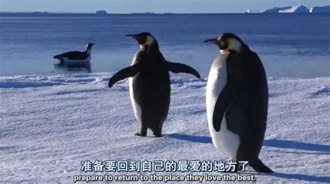 最大的企鹅叫什么名字 帝王企鹅有多大_法库传媒网