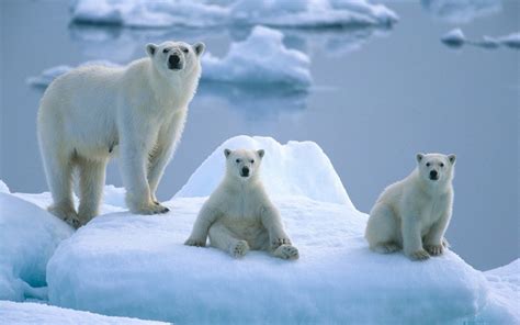 科学网—[转载]北极海冰减少 影响的不仅仅是北极熊的家 - 陈龙溪的博文