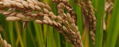 杂交水稻的价值意义，杂交水稻和普通水稻的区别-农百科