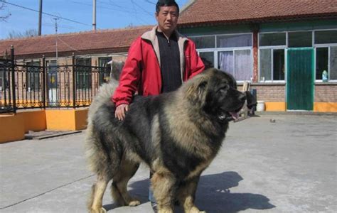 高加索出售300元一只,300斤高加索犬,不是纯种高加索图片(第8页)_大山谷图库