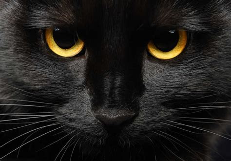 黑猫招邪还是辟邪？来看看世界各地关于黑猫的说法能有多离谱_猫咪