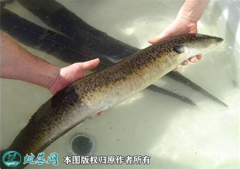 鳗鲡如何保存-中国鳗鱼网