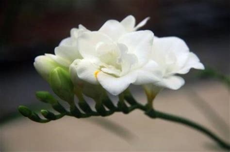 最全的花名大全,植物花的名字大全,富有诗意的花名_大山谷图库