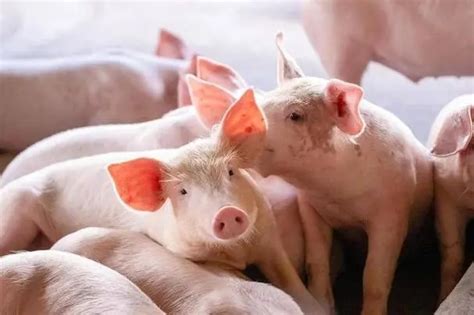 山东省人民政府 生猪出场价格 3月26日全省生猪平均出场价格