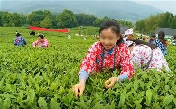 茶叶宣传促销茶韵茶道海报图片下载 - 觅知网