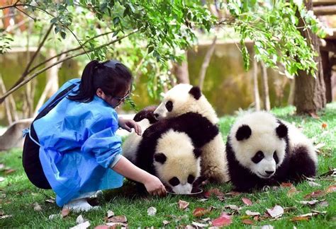 南京一动物园大熊猫被饲养员用竹竿敲打 景区回应：该饲养员已调岗，未被辞退_腾讯视频