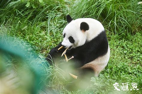 2022红山森林动物园小熊猫馆门票,南京红山森林动物园小熊猫馆游玩攻略,红山森林动物园小熊猫馆游览攻略路线/地址/门票价格-【去哪儿攻略】