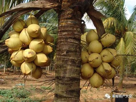 海南椰子批发多少钱一个？2022年海南椰子价格如何？_椰岛农事