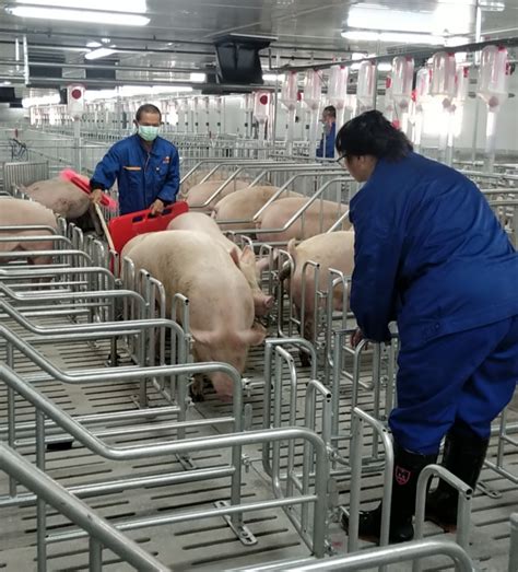 华北型猪品种及主要特征 - 惠农网