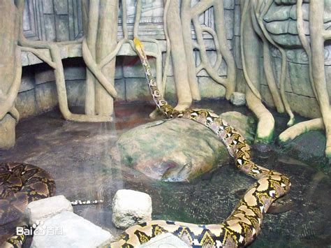 巨蟒和巨蚺－世界最长的蛇和世界最大的蛇 - 蟒蛇科普