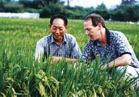 杂交水稻和普通水稻的区别-杂交水稻和普通水稻的区别,杂交水稻,和,普通,水稻,区别 - 早旭阅读