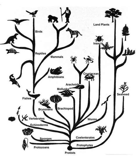 进化理论的发展——达尔文的进化理论(自然选择学说) (1)典例 ①事实：加拉帕戈斯群岛不同岛屿上的地雀不同。 ②发生原因：由于地理隔离、 生存环境发生变化，地雀的形态逐渐发生变化。 ③结论 ...