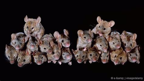 怎么能分辨老鼠的种类？_老鼠-虫虫战队