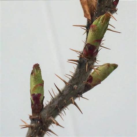 刺玫花的养法，附刺枚花基本介绍 - 农敢网