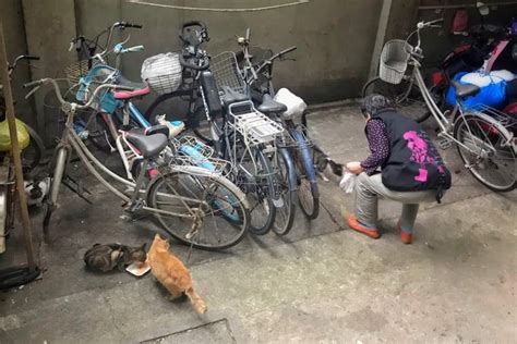 在上海救流浪猫的德国女孩_澎湃号·湃客_澎湃新闻-The Paper